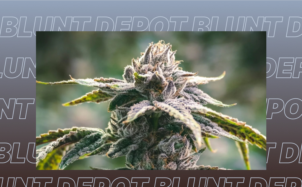 Donny Burger THCA weed strain