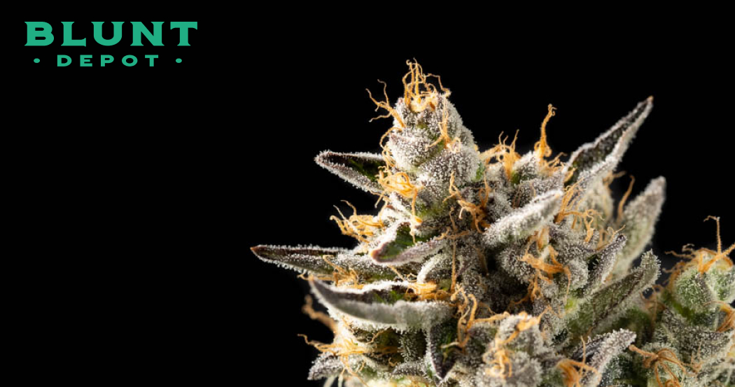 Extreme close-up of a mature cannabis bud covered in white trichomes and light orange pistils, highlighting the dense crystalline structure.