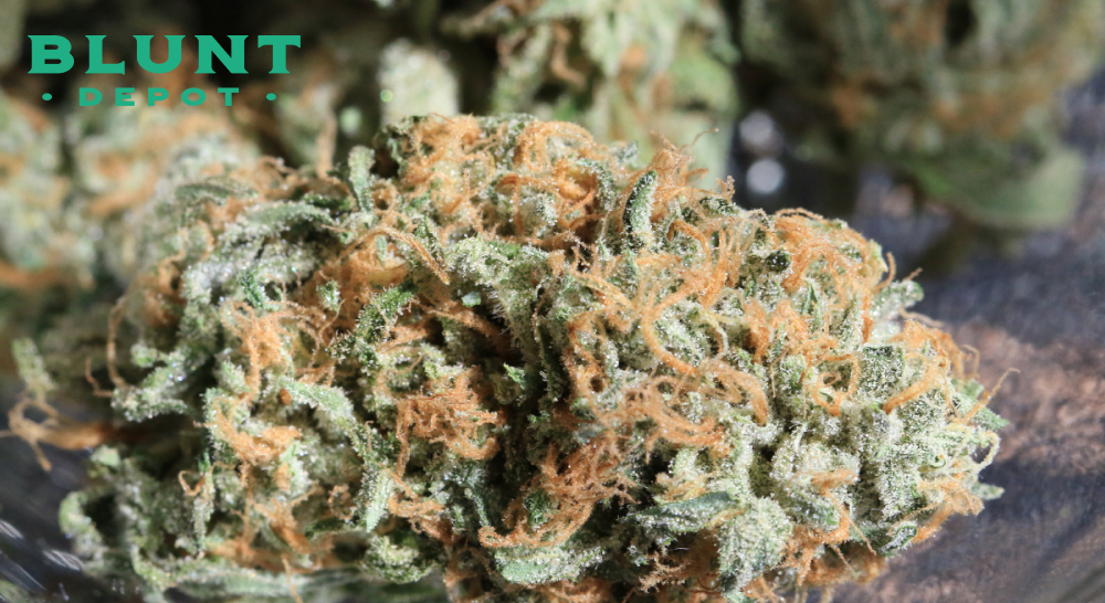 Macro shot of a cured, dense cannabis bud with vibrant orange-gold pistils and a thick green structure.