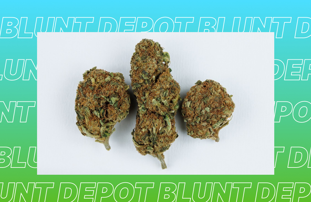 Three dried and cured cannabis flower buds displayed on a white background