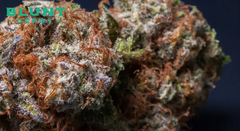 Close-up of two sticky cannabis buds showing red pistils and heavy trichome coverage on a dark background.