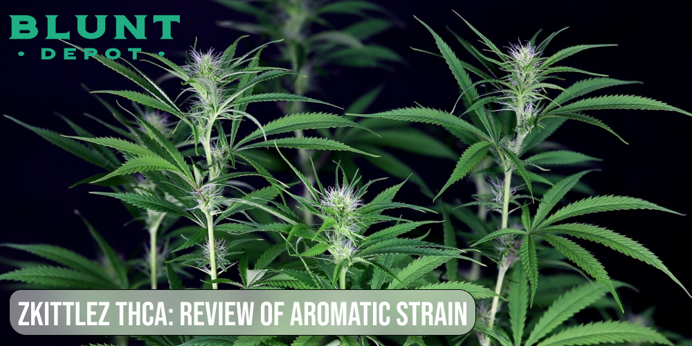 Zkittlez THCA review of aromatic strain