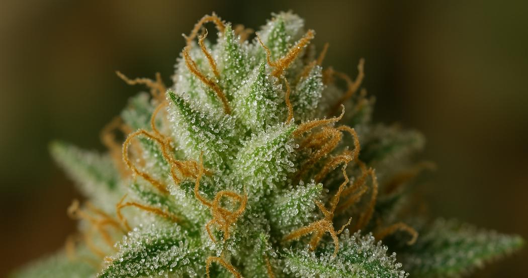 AI Generated Image: Extreme close-up macro image of a cannabis bud densely covered with sparkling crystalline trichomes on a matte charcoal background.