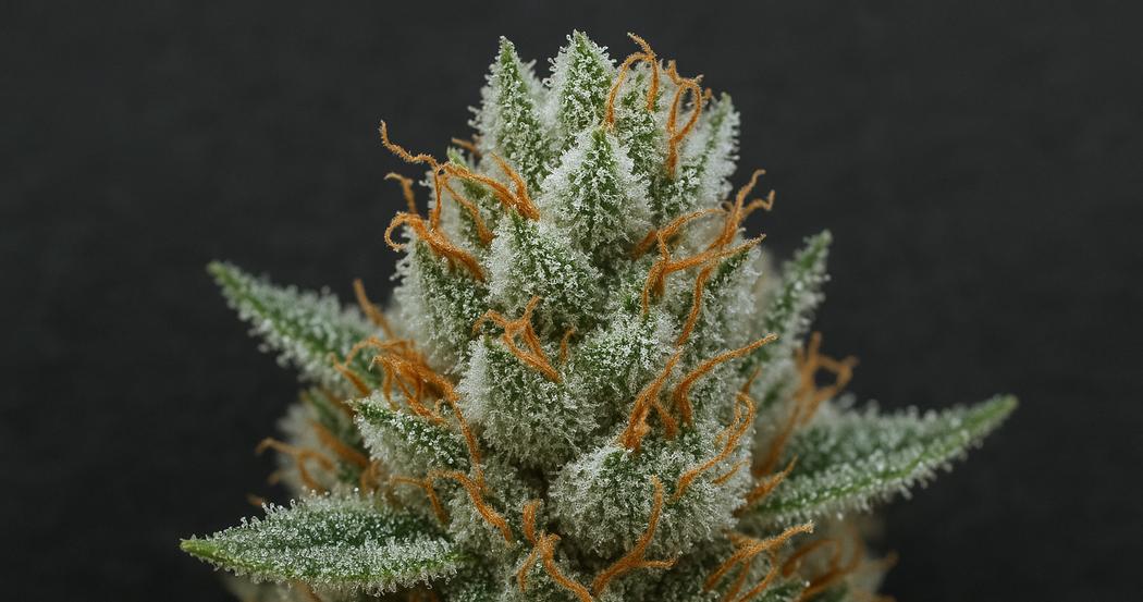 AI Generated Image: Tack-sharp macro image of cannabis bud covered in milky crystalline trichomes on a charcoal matte background