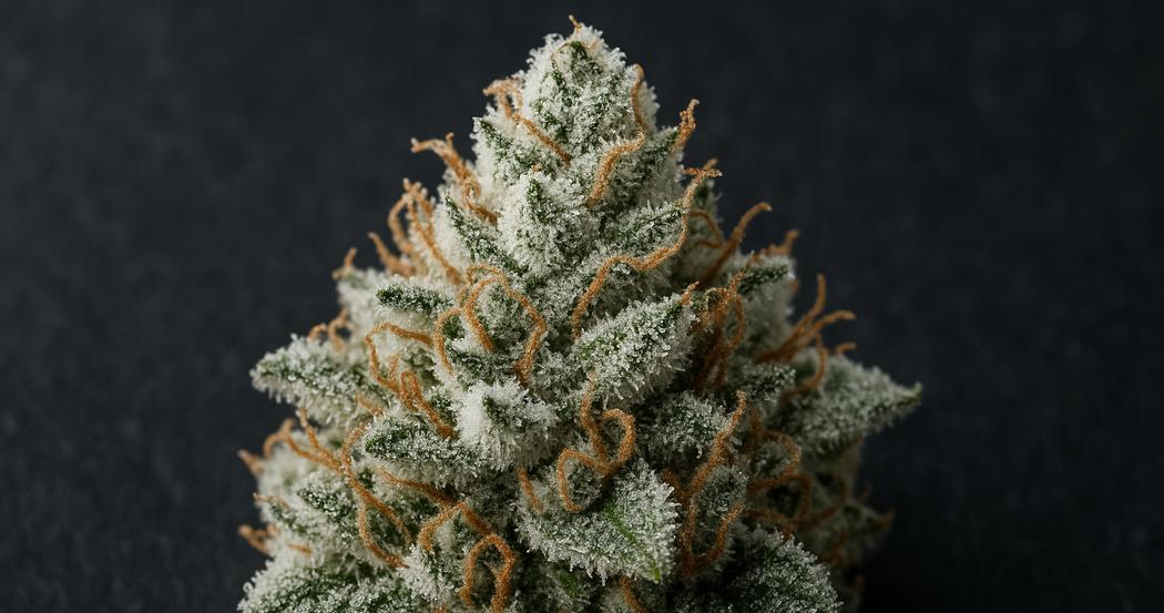 AI Generated Image: Studio macro image of close-up cannabis bud with milky crystalline trichomes on matte charcoal background in three-quarter view