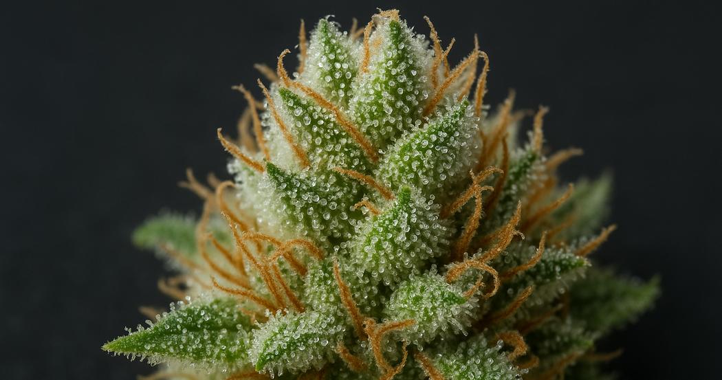 AI Generated Image: Close-up studio macro of cannabis bud densely covered in milky crystalline trichomes on charcoal background