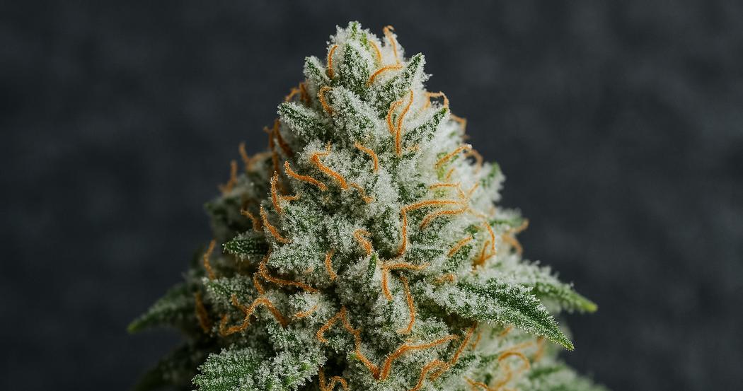 AI Generated Image: Macro three-quarter view of a cannabis bud covered in milky frost trichomes on a matte charcoal background with soft studio lighting.
