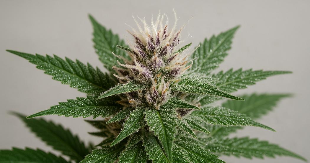 AI Generated Image: Macro studio shot of cannabis flower on plant displaying sparkling resin trichomes and pistils against a light-gray background