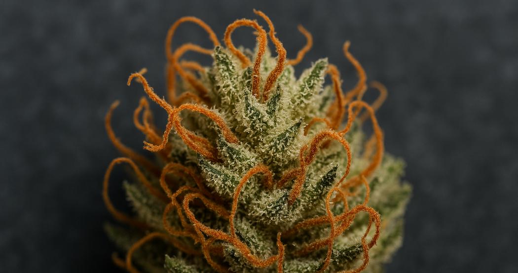 AI Generated Image: Top-down macro of drying cannabis flower with sparkling resin and curling orange pistils on matte charcoal background