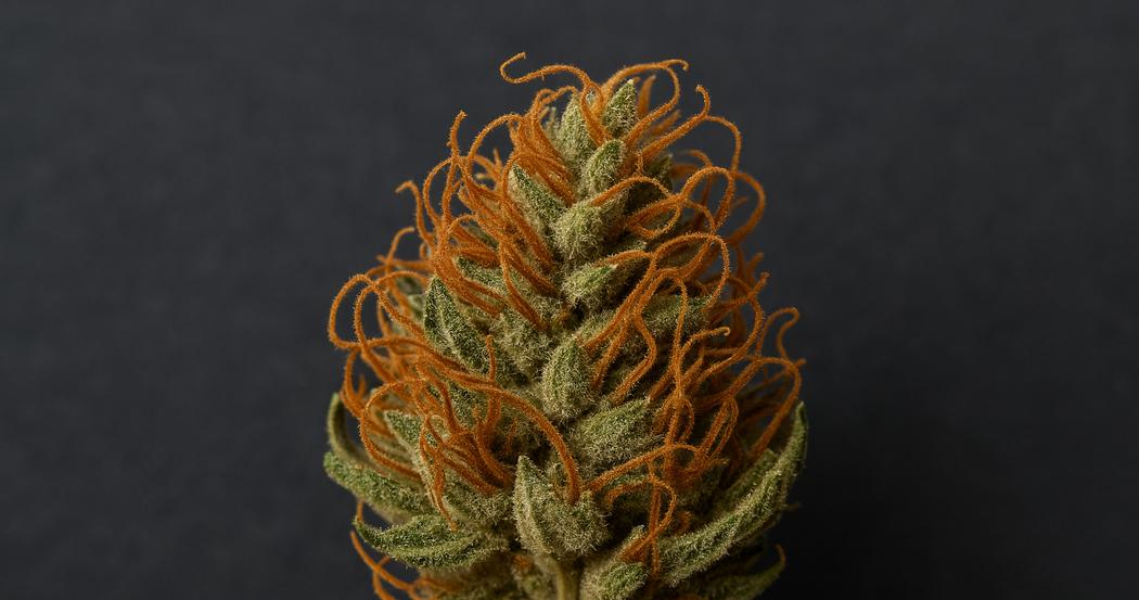 AI Generated Image: Detailed macro image of drying cannabis flower with crystal trichomes and curling orange pistils on a dark charcoal background
