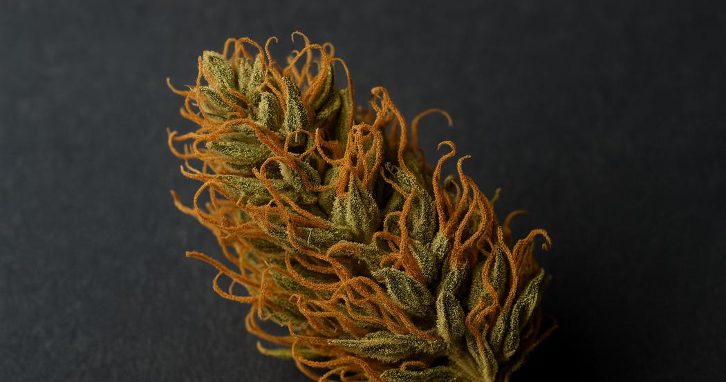 AI Generated Image: Top-down studio macro photograph of drying cannabis flower with curling orange pistils and crystal trichomes on matte charcoal background