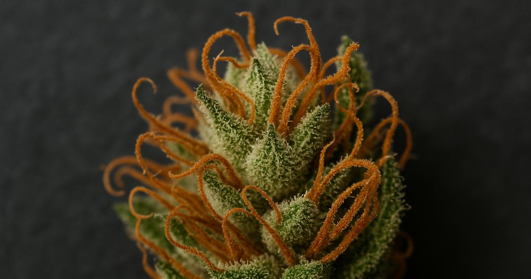 AI Generated Image: Top-down close-up of drying cannabis flower displaying curling orange pistils and crystal-coated trichomes on a matte charcoal background.