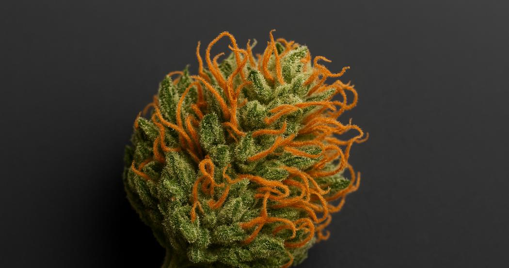 AI Generated Image: Top-down macro of drying cannabis flower with curling orange pistils and crystal trichomes on matte charcoal background