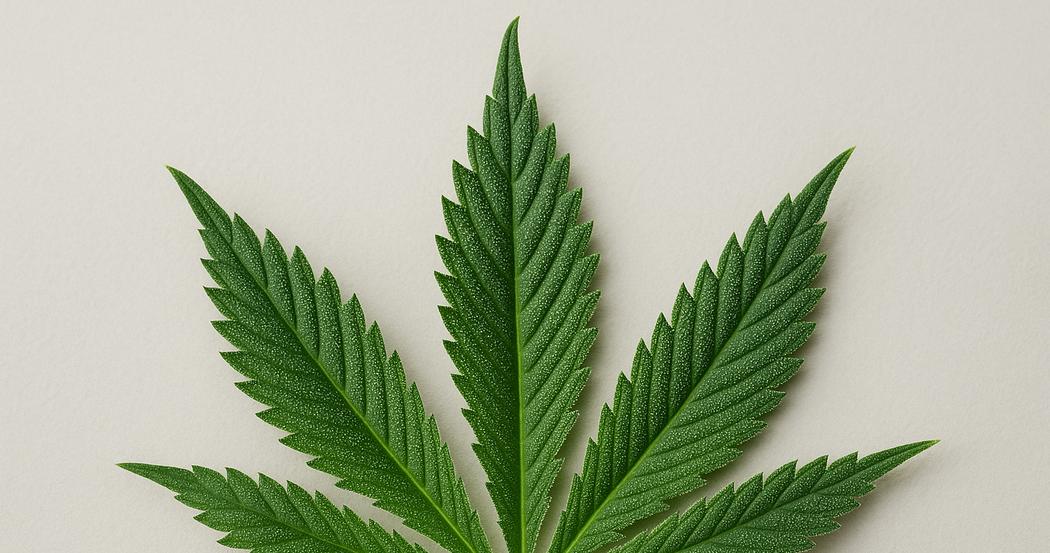 AI Generated Image: Macro close-up of cannabis leaf showing fine serrations and trichomes with sparkling highlights on a light-gray background