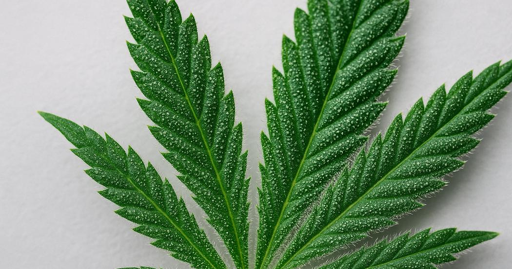 AI Generated Image: Studio macro image of cannabis leaf detail with fine serrations and trichomes on light-gray background, low side 20 degrees