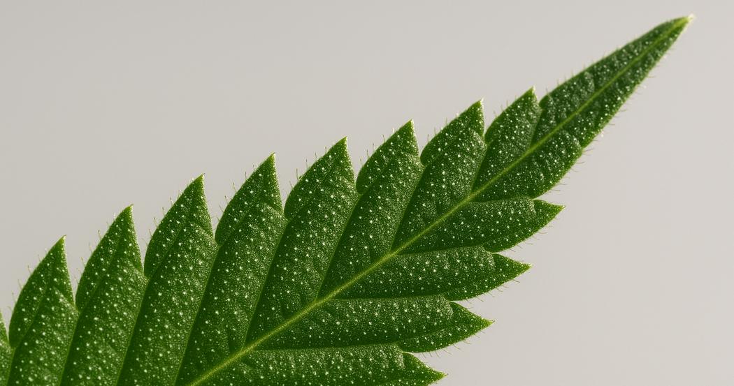 AI Generated Image: Macro low side angle view of cannabis leaf highlighting fine serrations and trichomes against a neutral light-gray background.