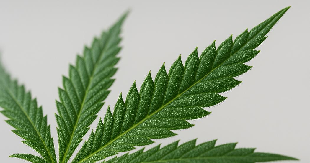 AI Generated Image: Close-up studio macro of cannabis leaf edge with fine serrations and visible trichomes on light-gray background