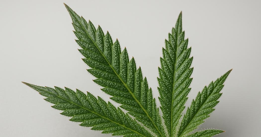 AI Generated Image: Close-up macro of cannabis leaf serrations and trichomes from low side 20° angle on light-gray background