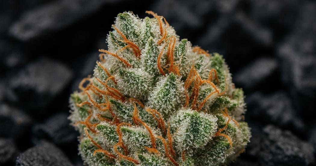 AI Generated Image: Close-up macro image of cannabis bud densely covered in milky crystalline trichomes against a matte charcoal background