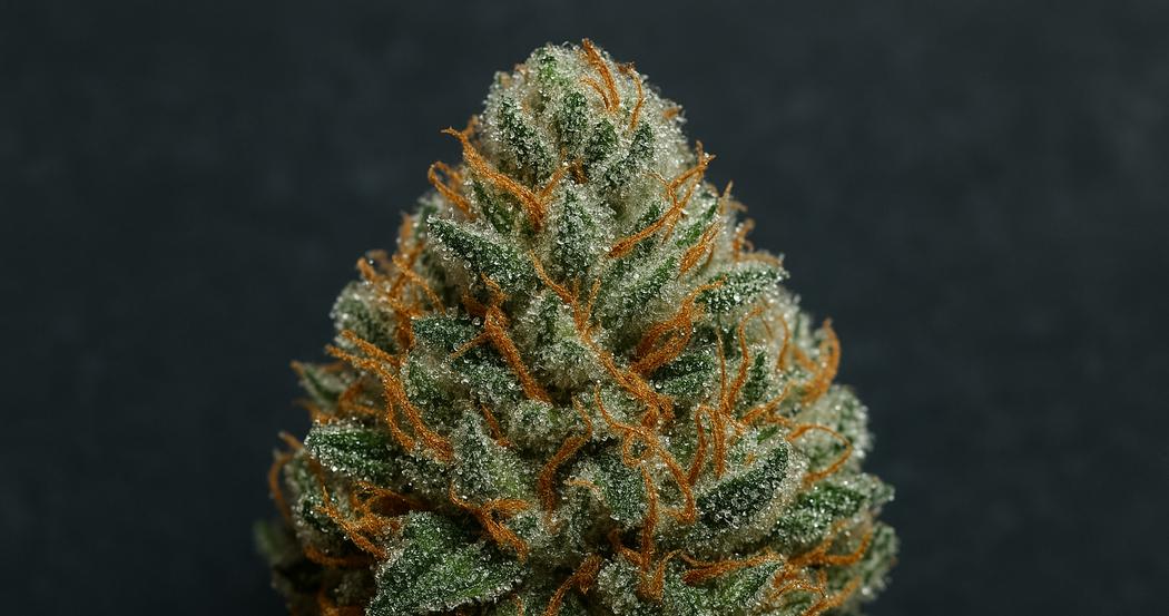 AI Generated Image: Macro close-up of cannabis bud densely coated with sparkling resin trichomes on a matte charcoal background