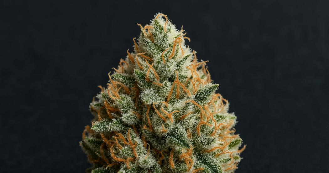 AI Generated Image: Macro studio image of a cannabis bud showcasing dense milky trichomes and crystalline resin details on a matte charcoal background with soft, diffused lighting.