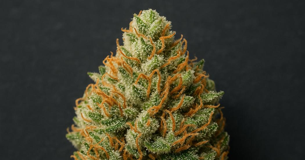 AI Generated Image: Studio macro image of a cannabis bud with dense milky trichomes on a matte charcoal background, captured at three-quarter angle with soft diffused lighting.