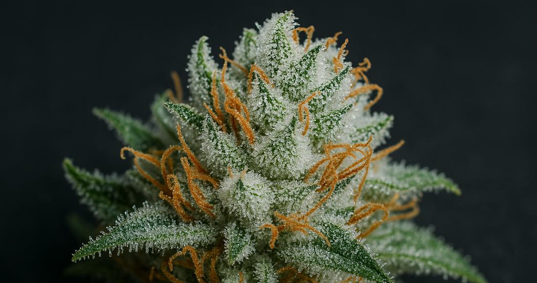 AI Generated Image: Close-up macro of a cannabis bud with dense milky crystalline trichomes on a matte charcoal background