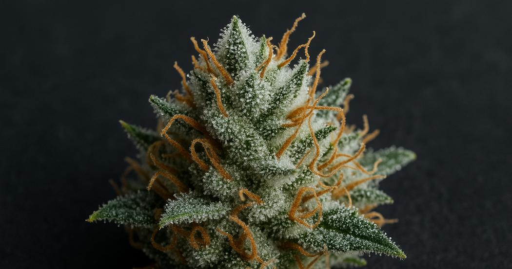 AI Generated Image: Tack-sharp macro image of a cannabis bud showing milky frost trichomes on a matte charcoal background.