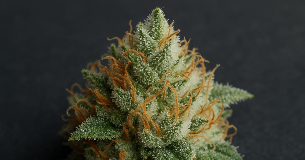 AI Generated Image: Detailed close-up macro of a cannabis bud covered in milky trichomes on a matte charcoal background with soft studio lighting.