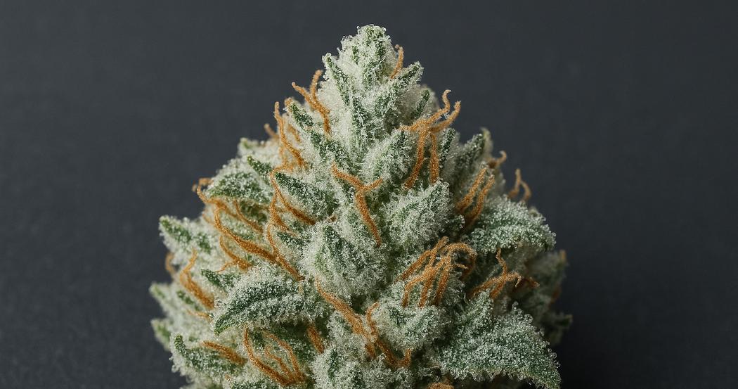 AI Generated Image: Studio macro close-up of a cannabis bud showing milky and amber crystalline trichomes against a matte charcoal background with soft diffused light