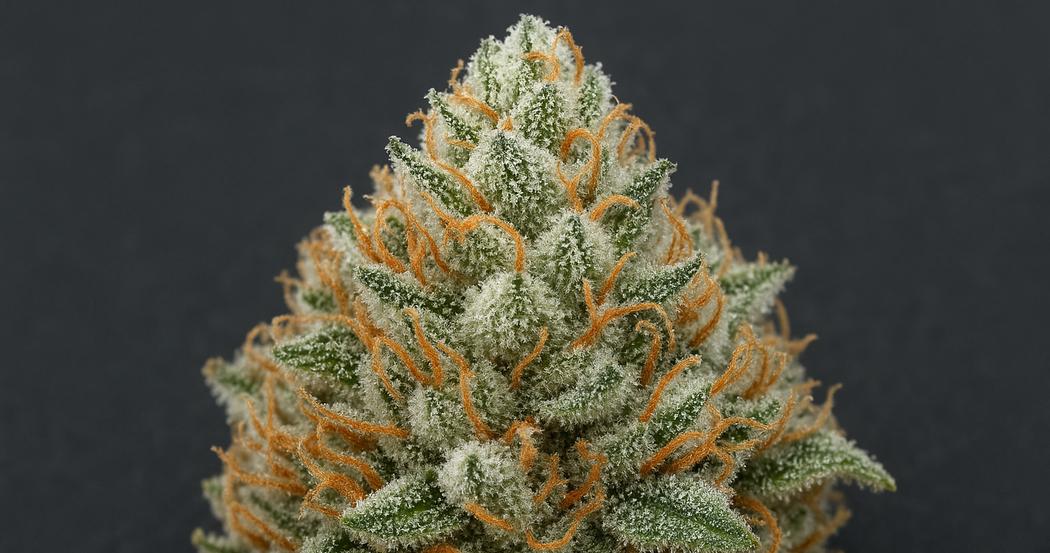 AI Generated Image: Macro three-quarter view of a cannabis bud covered in milky frost trichomes against a matte charcoal background with soft diffused studio lighting