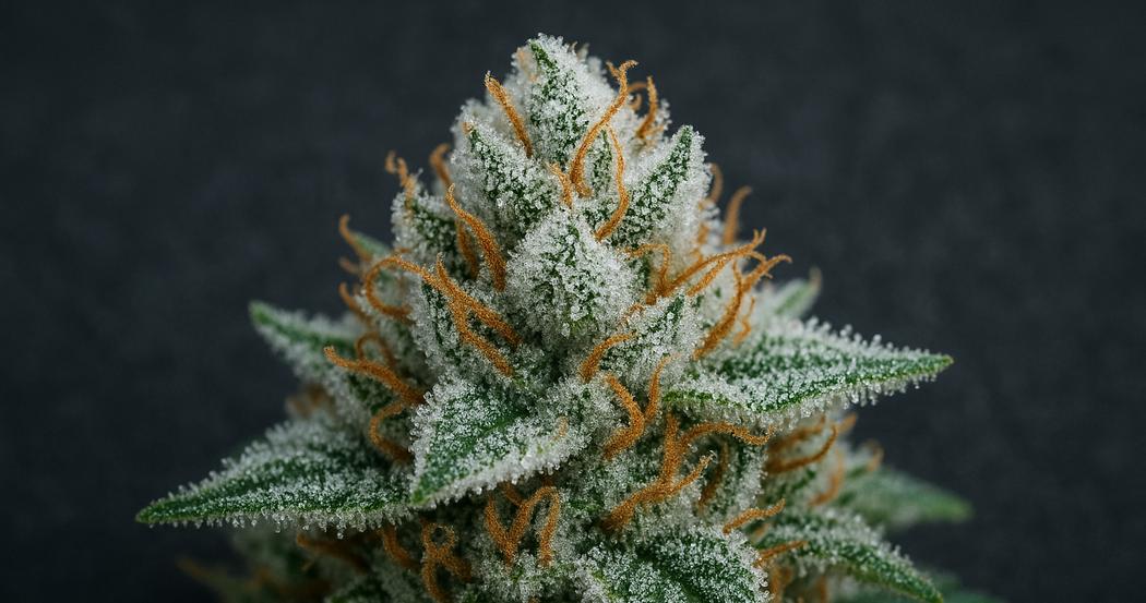 AI Generated Image: Macro three-quarter view of cannabis bud covered in milky crystalline trichomes on matte charcoal background with soft diffused lighting