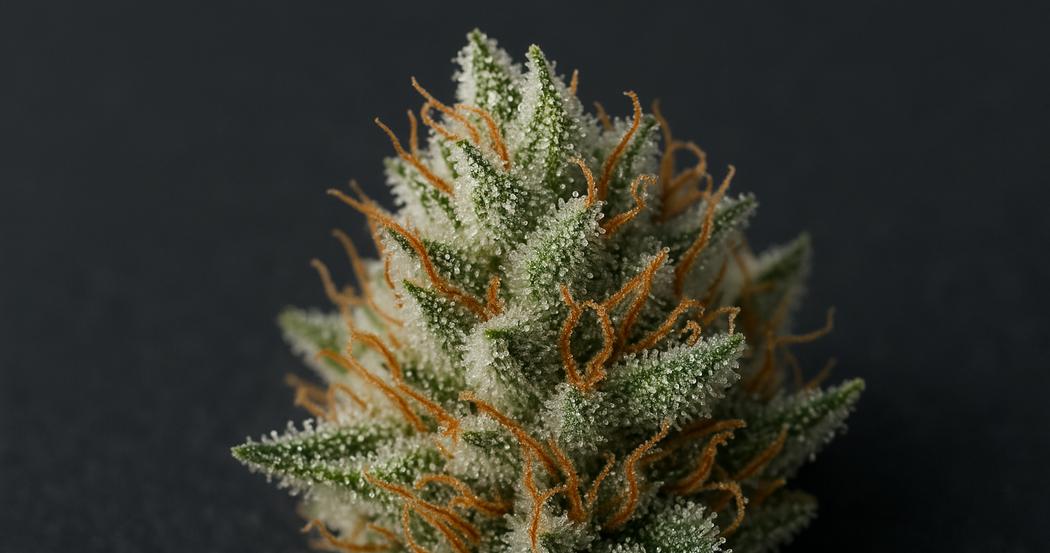 AI Generated Image: Macro close-up of a cannabis bud densely coated with milky crystalline trichomes on a matte charcoal background