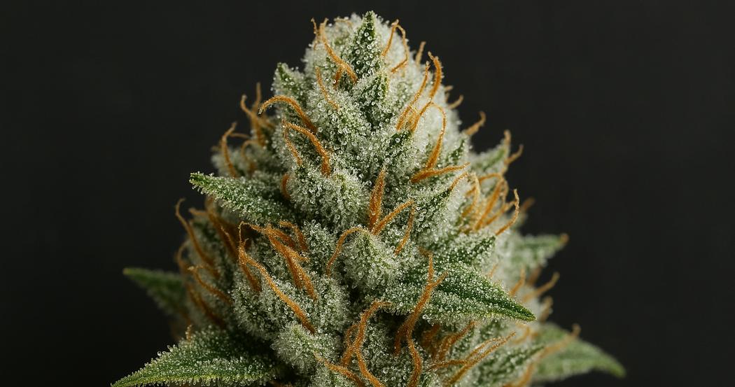 AI Generated Image: Tack-sharp macro three-quarter view of cannabis bud densely coated in milky crystalline trichomes on matte charcoal background under soft diffused studio lighting.