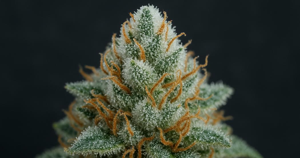 AI Generated Image: Studio macro image of a cannabis bud with milky and amber crystalline trichomes against a matte charcoal background, photographed at three-quarter angle.