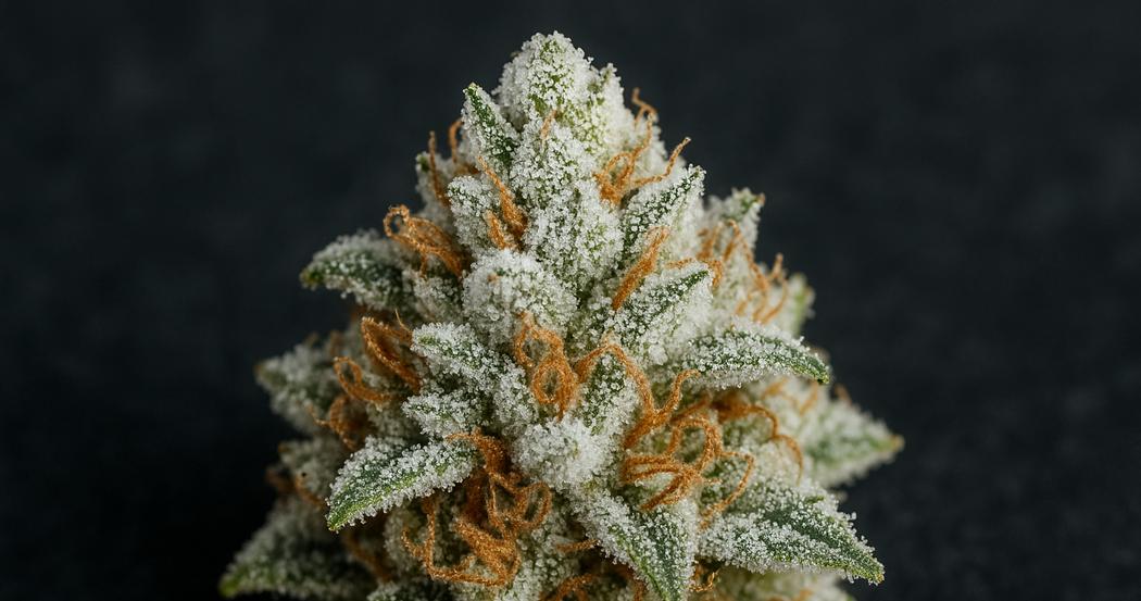 AI Generated Image: Tack-sharp macro image of a cannabis bud coated in milky trichomes against a matte charcoal background
