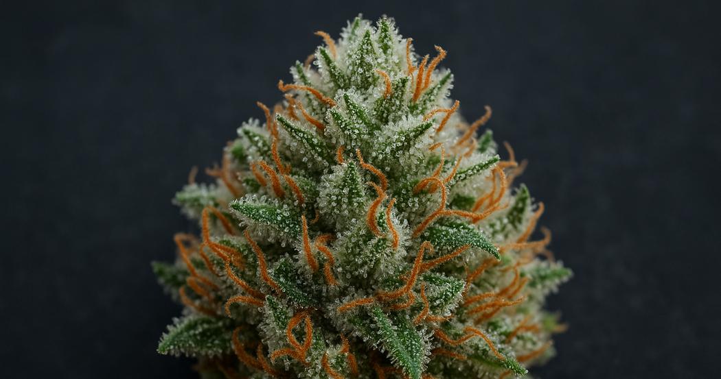 AI Generated Image: Ultra-detailed close-up macro image of a cannabis bud covered in milky crystalline trichomes on a matte charcoal background.