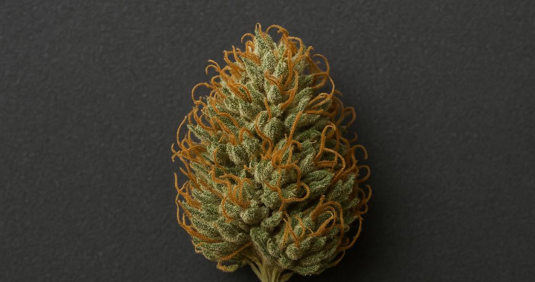 AI Generated Image: Top-down macro studio photo of a drying cannabis flower with curling orange pistils and crystal trichomes on a matte charcoal backdrop