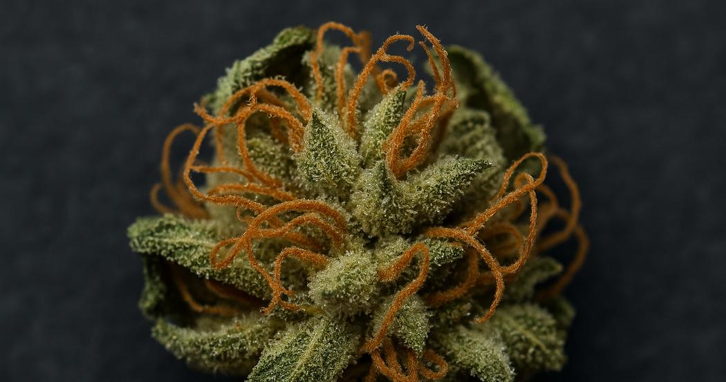 AI Generated Image: Top-down angled macro image of a drying cannabis flower with curling orange pistils and crystal trichomes on a charcoal matte background.