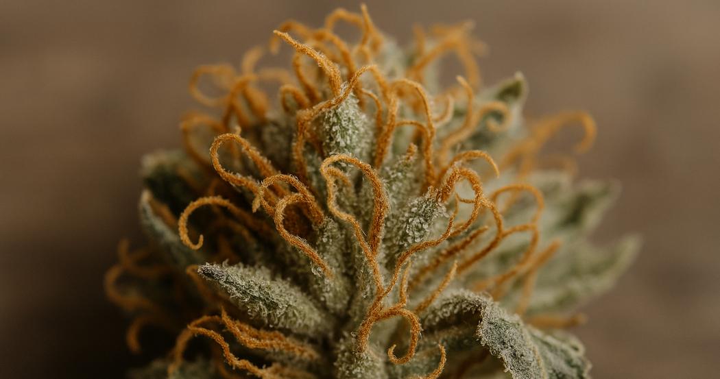 AI Generated Image: Macro top-down photo of drying cannabis flower with crystal-coated surface and curling orange pistils on matte charcoal background