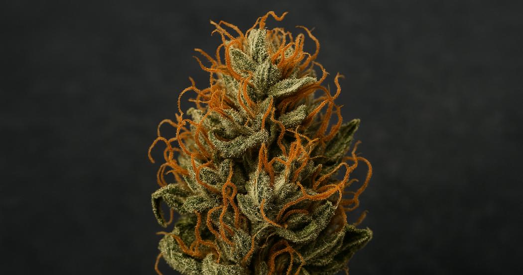 AI Generated Image: Close-up macro shot of a drying cannabis flower with crystal-coated surface and curling orange pistils on a matte charcoal background under cool studio lighting.