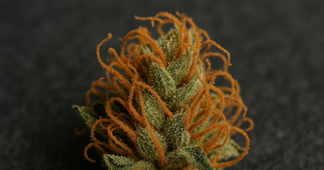 AI Generated Image: Top-down macro of a drying cannabis flower with curling orange pistils and crystal-coated surface on a charcoal background