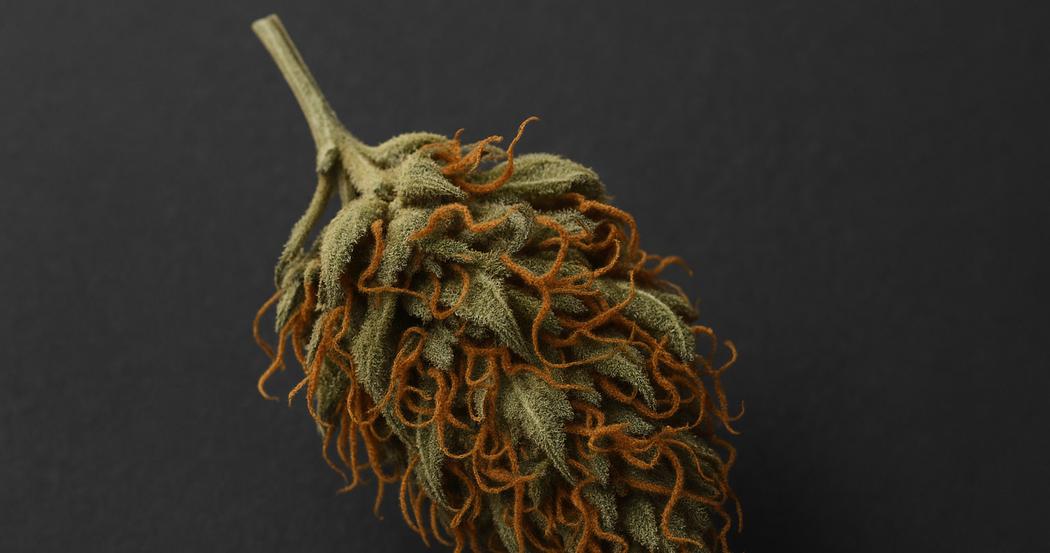 AI Generated Image: Top-down macro image of drying cannabis flower with crystal trichomes and curling orange pistils on matte charcoal background