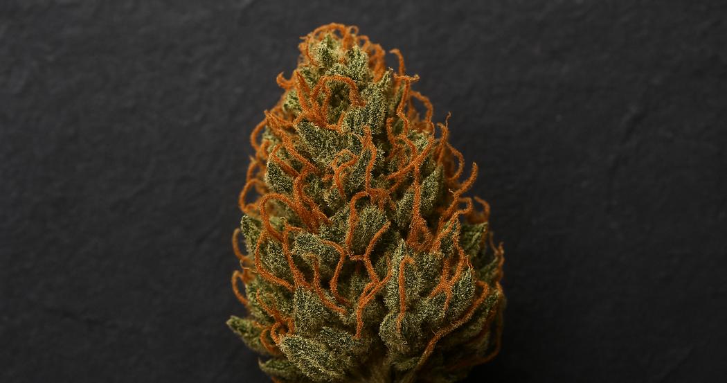 AI Generated Image: Top-down macro of a drying cannabis flower with sparkling resin and curling orange pistils on a matte charcoal background.
