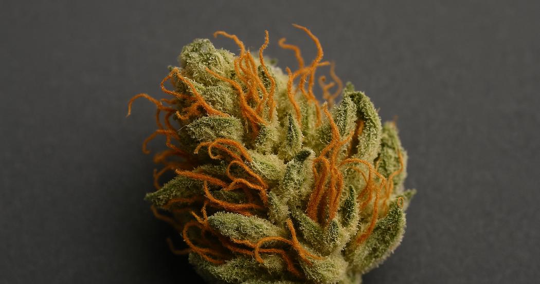 AI Generated Image: Studio macro top-down angled view of drying cannabis flower with curling orange pistils and crystalline resin on matte charcoal background