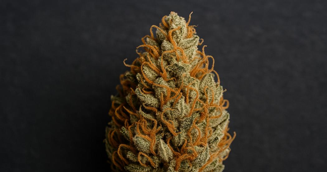 AI Generated Image: Studio macro top-down view of drying cannabis flower with curling orange pistils and crystal trichomes on charcoal background