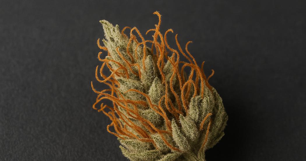 AI Generated Image: Top-down macro view of drying cannabis flower with crystal trichomes and curling orange pistils on matte charcoal background under cool diffused lighting