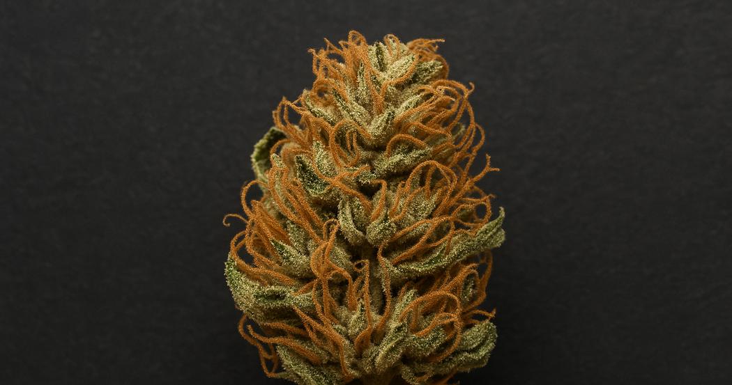 AI Generated Image: Detailed macro shot of a drying cannabis flower with curling orange pistils and crystal trichomes on a matte charcoal background.