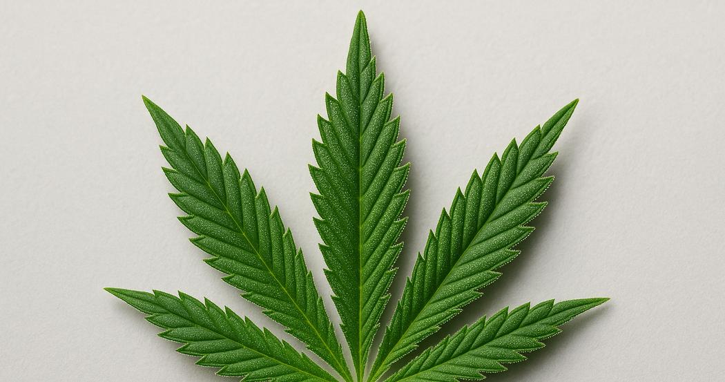 AI Generated Image: Low side angle macro shot of cannabis leaf with fine serrations and trichomes on light-gray matte background under soft studio lighting