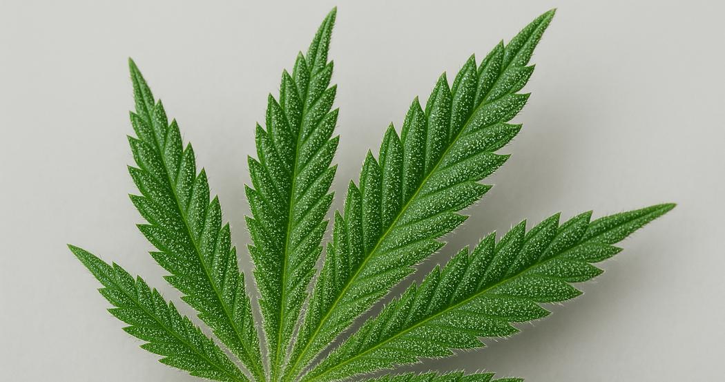 AI Generated Image: Detailed macro low side angle of a cannabis leaf featuring fine serrations and visible sparkling trichomes on a neutral light-gray background with soft lighting.